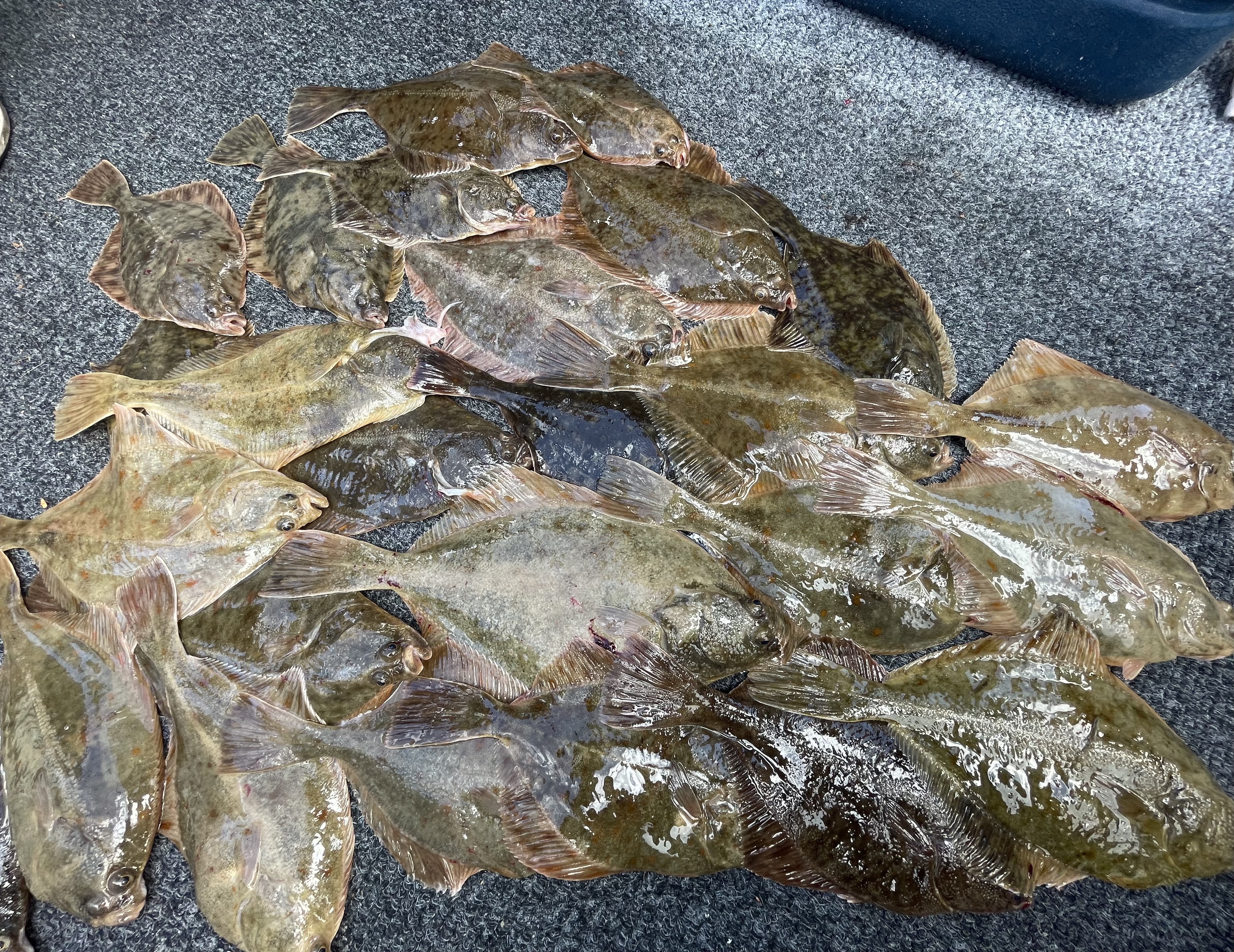 Fladfisk