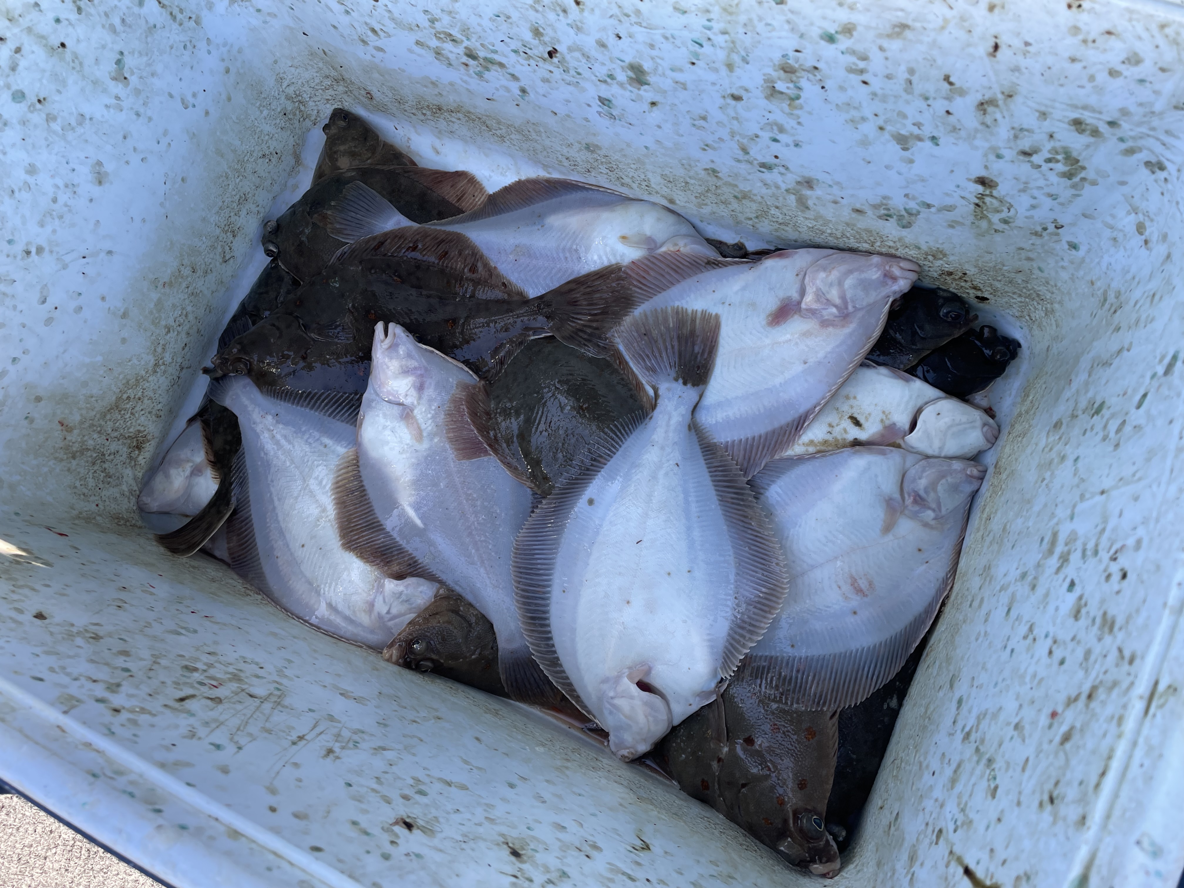 Fladfisk