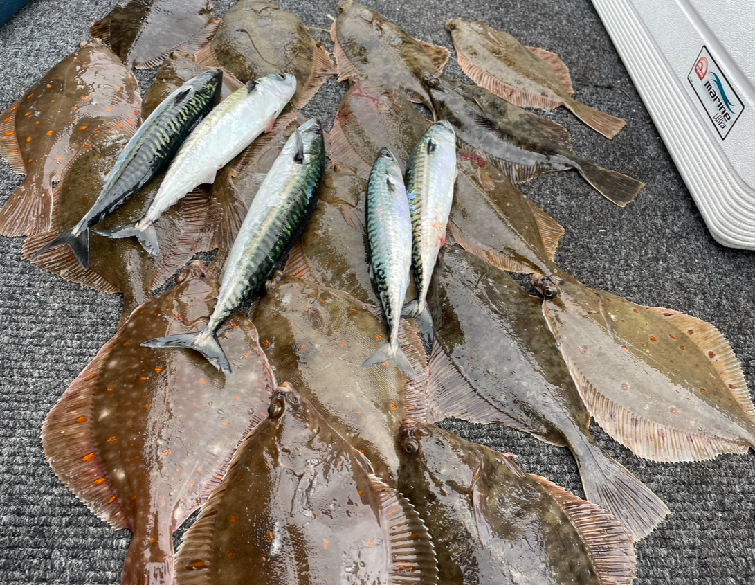 Fladfisk
